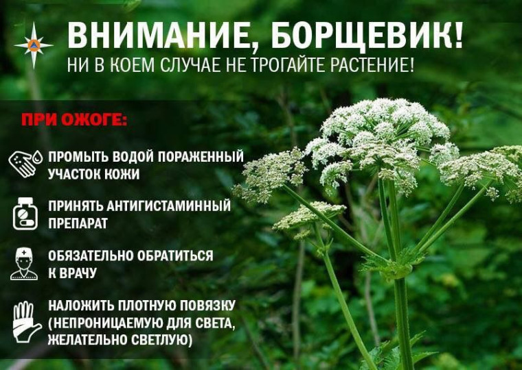 Внимание, борщевик!. Внимание, борщевик!.
